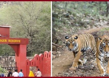 Ranthambore National Park Ticket Price