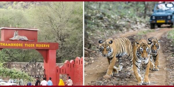 Ranthambore National Park Ticket Price