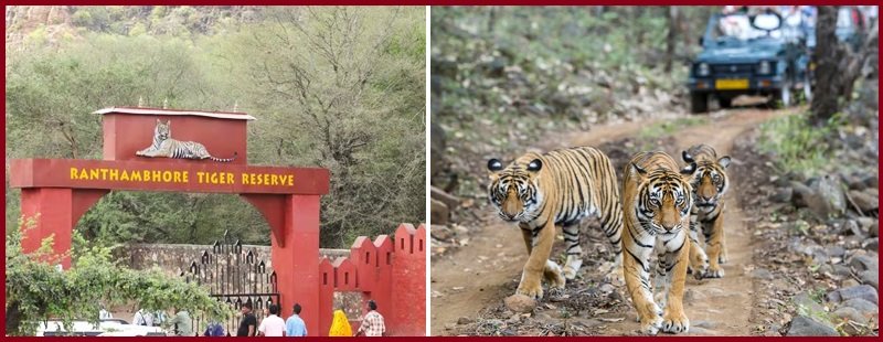 Ranthambore National Park Ticket Price